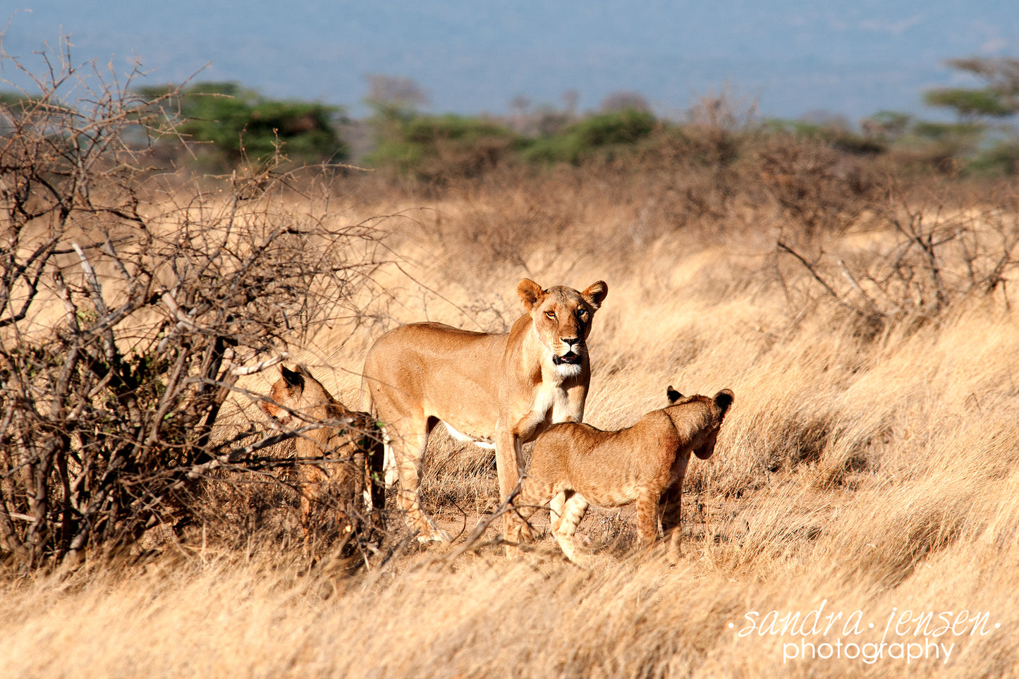 Print - African Lion and her Cubs