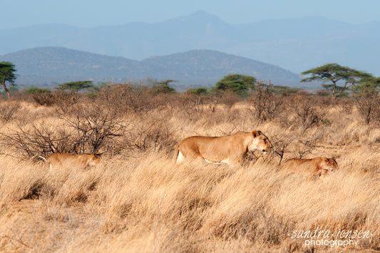 Print - African Lion and her Cubs 2