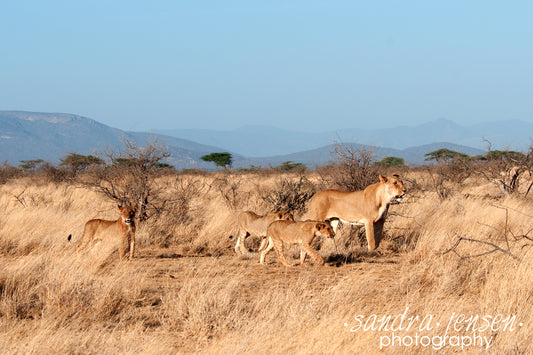 Print - African Lion and her Cubs 3