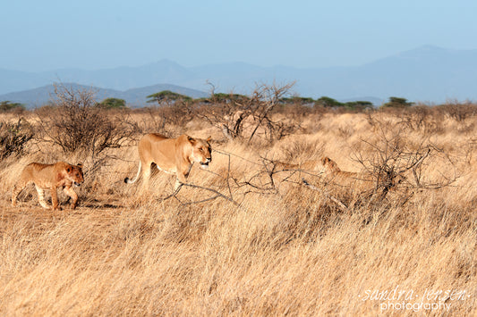 Print - African Lion and her Cubs 4
