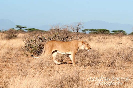Print - African Lion