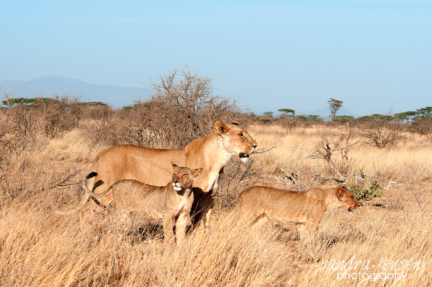 Print - African Lion and her Cubs 5