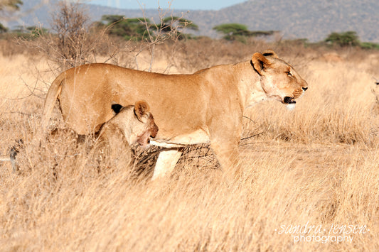 Print - African Lion and her Cubs 6