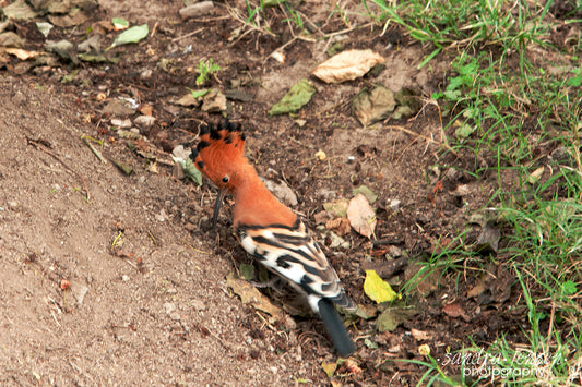 Print - African Hoopoe