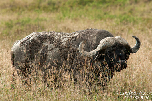 Print - African Cape Buffalo