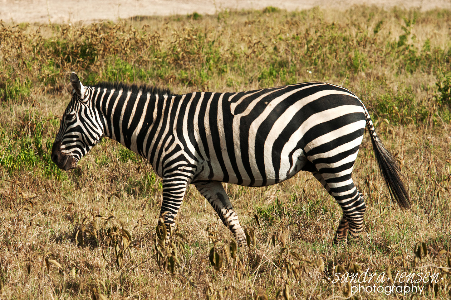 Print - African Zebra - Lake Nakuru National Park
