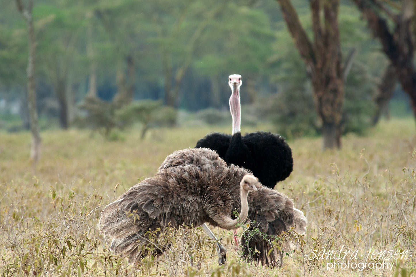 Print - African Ostriches