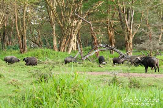 Print - African Buffalos at the Lake Nakuru National Park