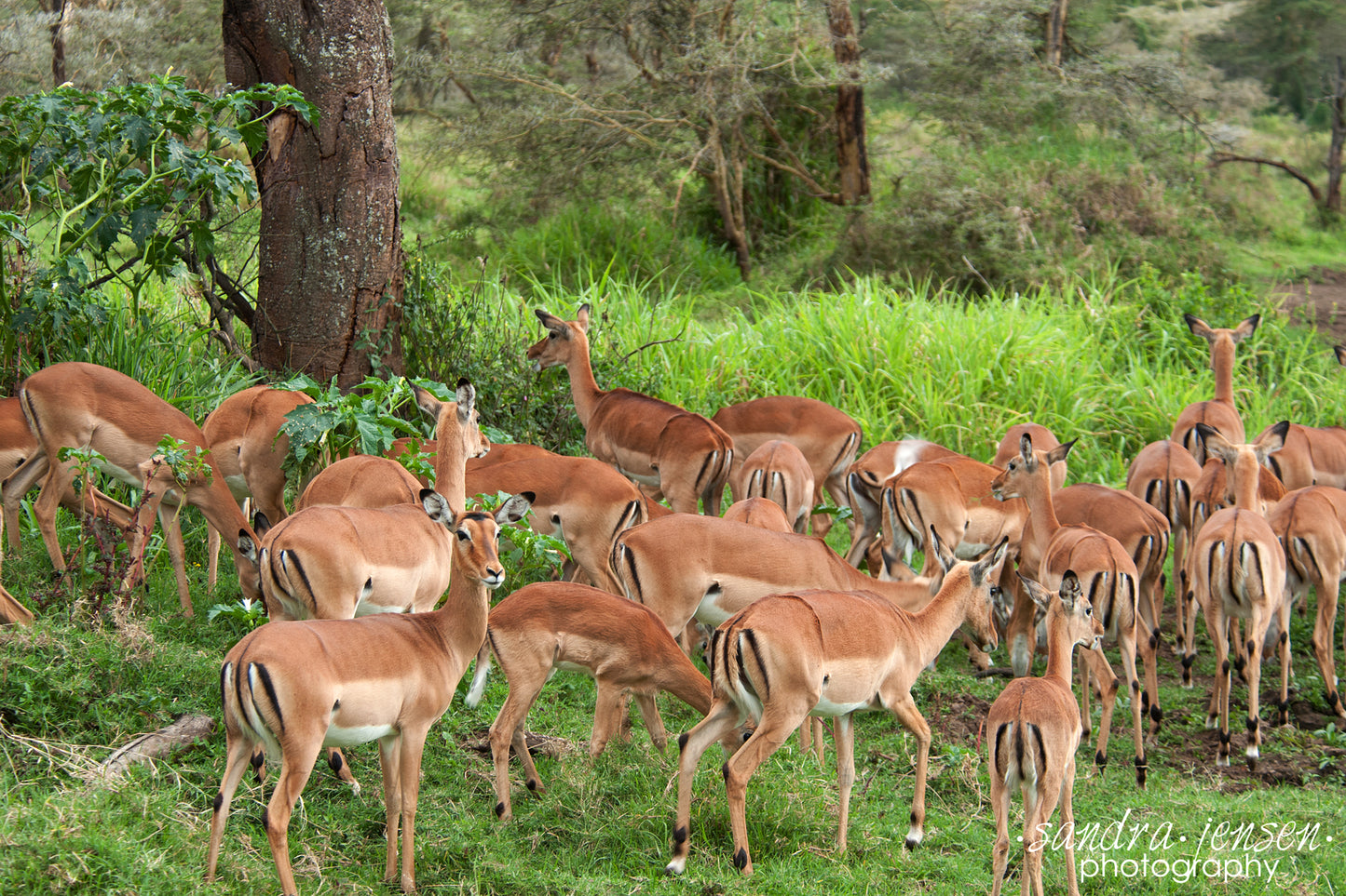 Print - African Impalas at the Lake Nakuru National Park