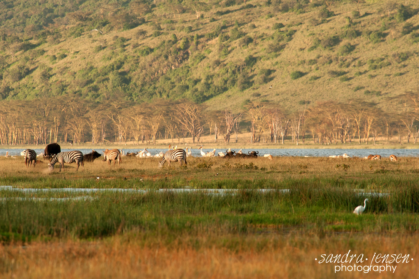 Print - Africa - Wildlife at Lake Nakuru National Park