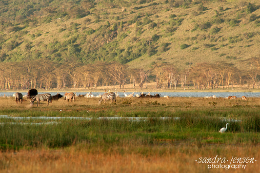 Print - Africa - Wildlife at Lake Nakuru National Park