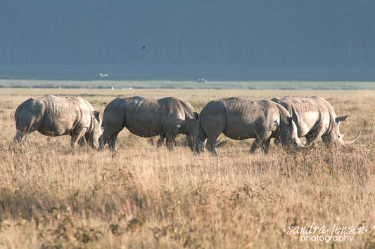 Print - Africa - White Rhinos at Lake Nakuru National Park