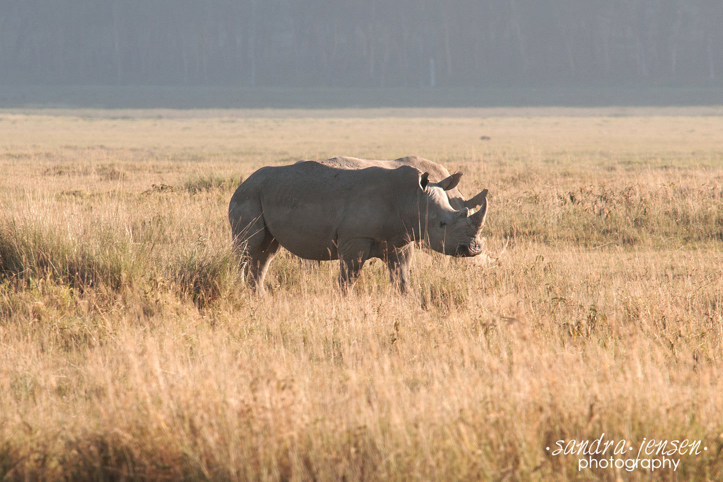 Print - Africa - White Rhino at Lake Nakuru National Park