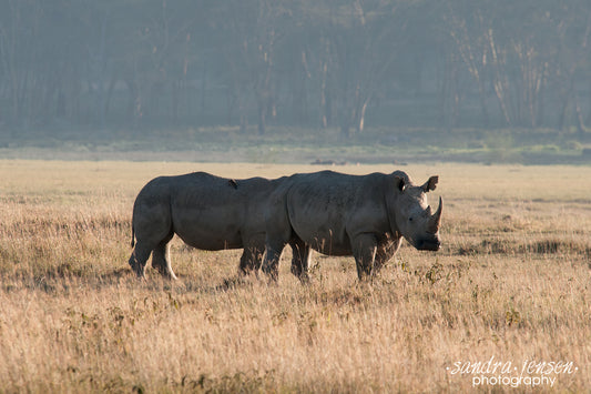 Print - Africa - White Rhinos at Lake Nakuru National Park