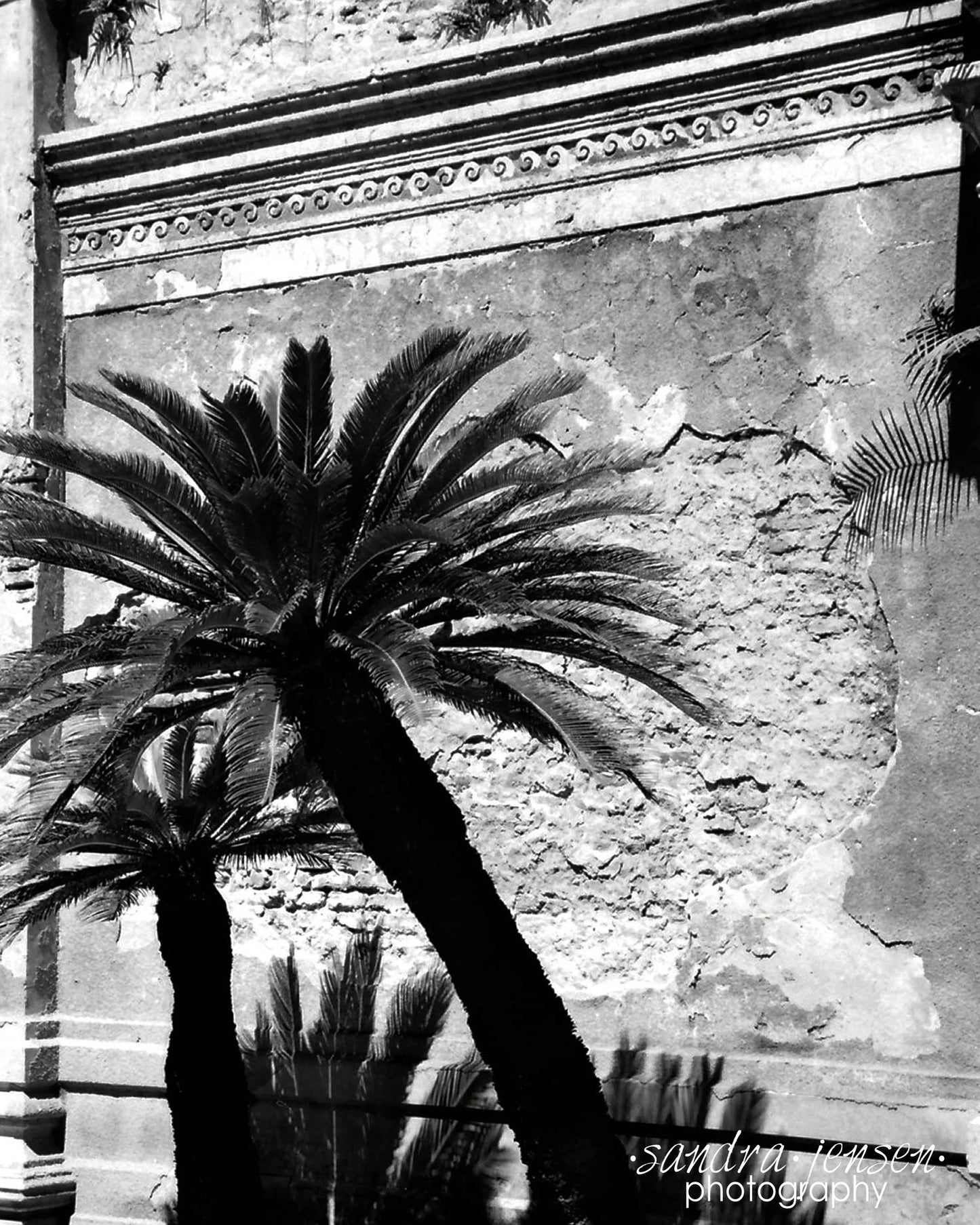 Print - La Recoleta, Buenos Aires, Argentina - "La Recoleta Palm"