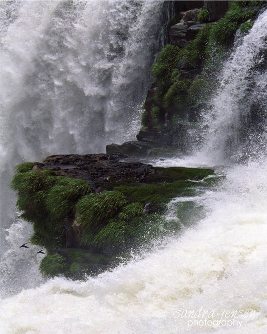 Print - Foz de Iguazu "Birds in Flight"