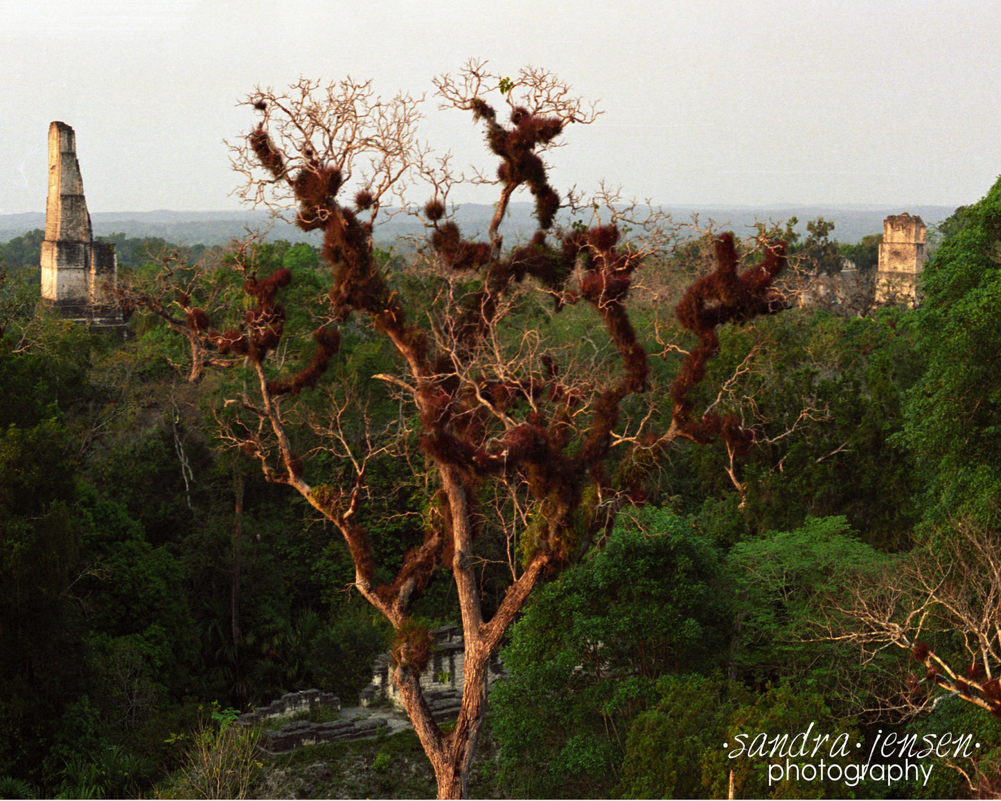 Print - Guatamala "Tikal Cieba Tree"