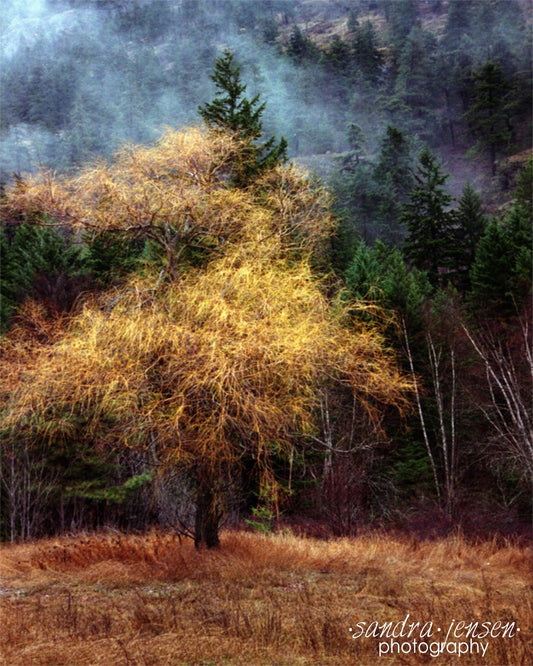 Print - Hope "Misty Tree"