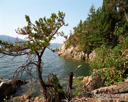 Print - Lighthouse Park 2