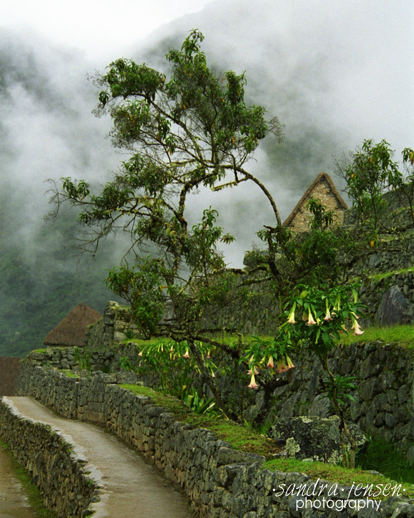 Print - Machu Picchu "Trumpet Bells"