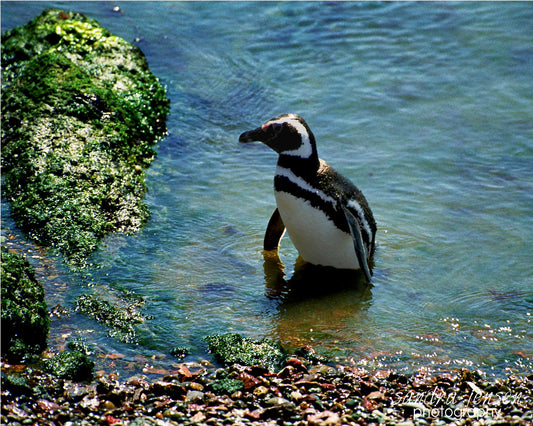 Print - Punto Tombo Penguin
