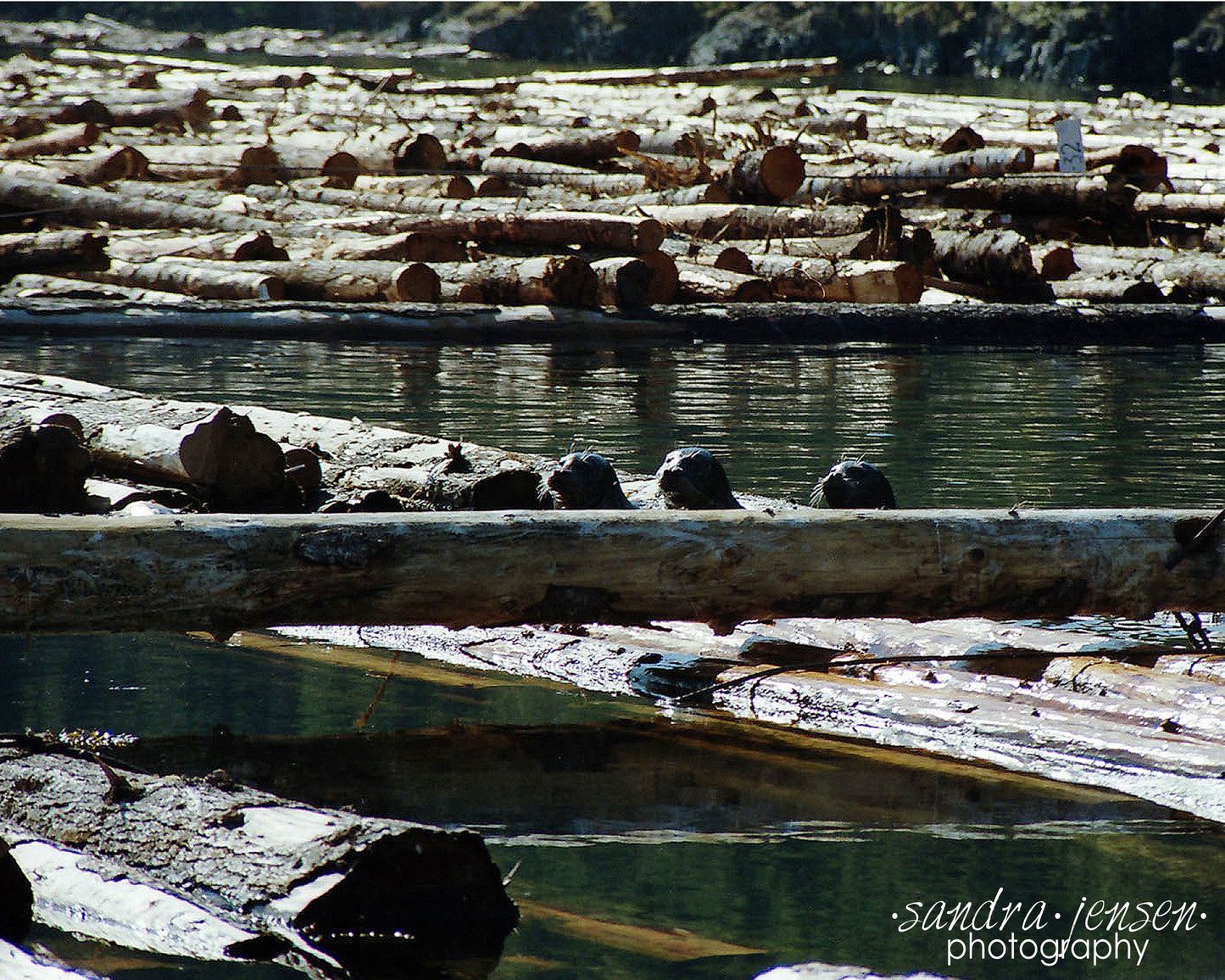 Print - Quadra Island Seals