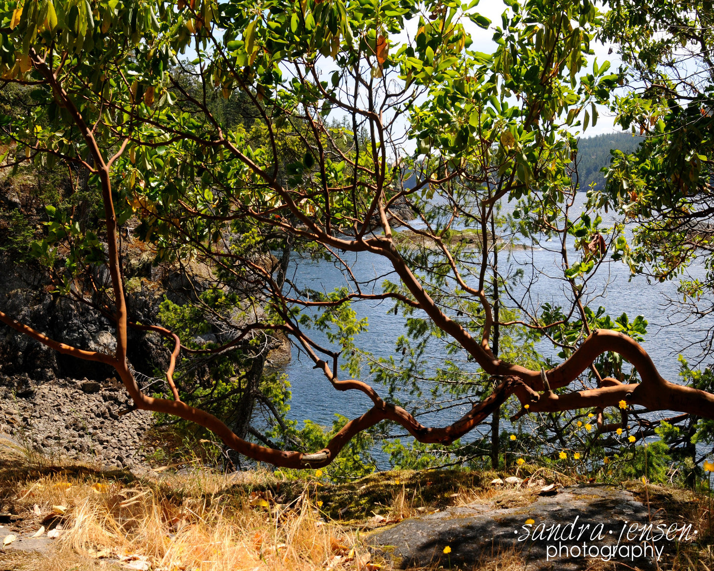 Print - Smuggler Cove, Sechelt Arbutus Tree